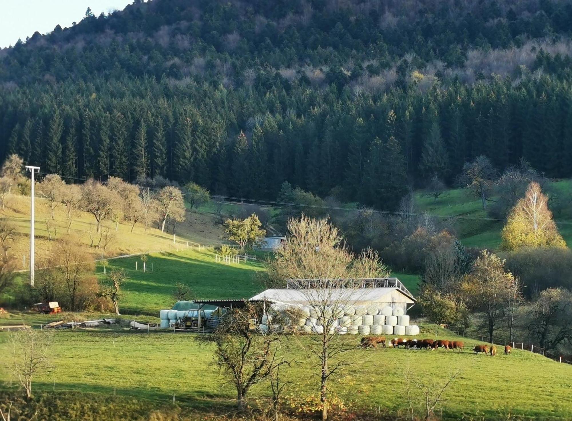 Ferienwohnung Blick Rappenstein Hausen am Tann Luaran gambar