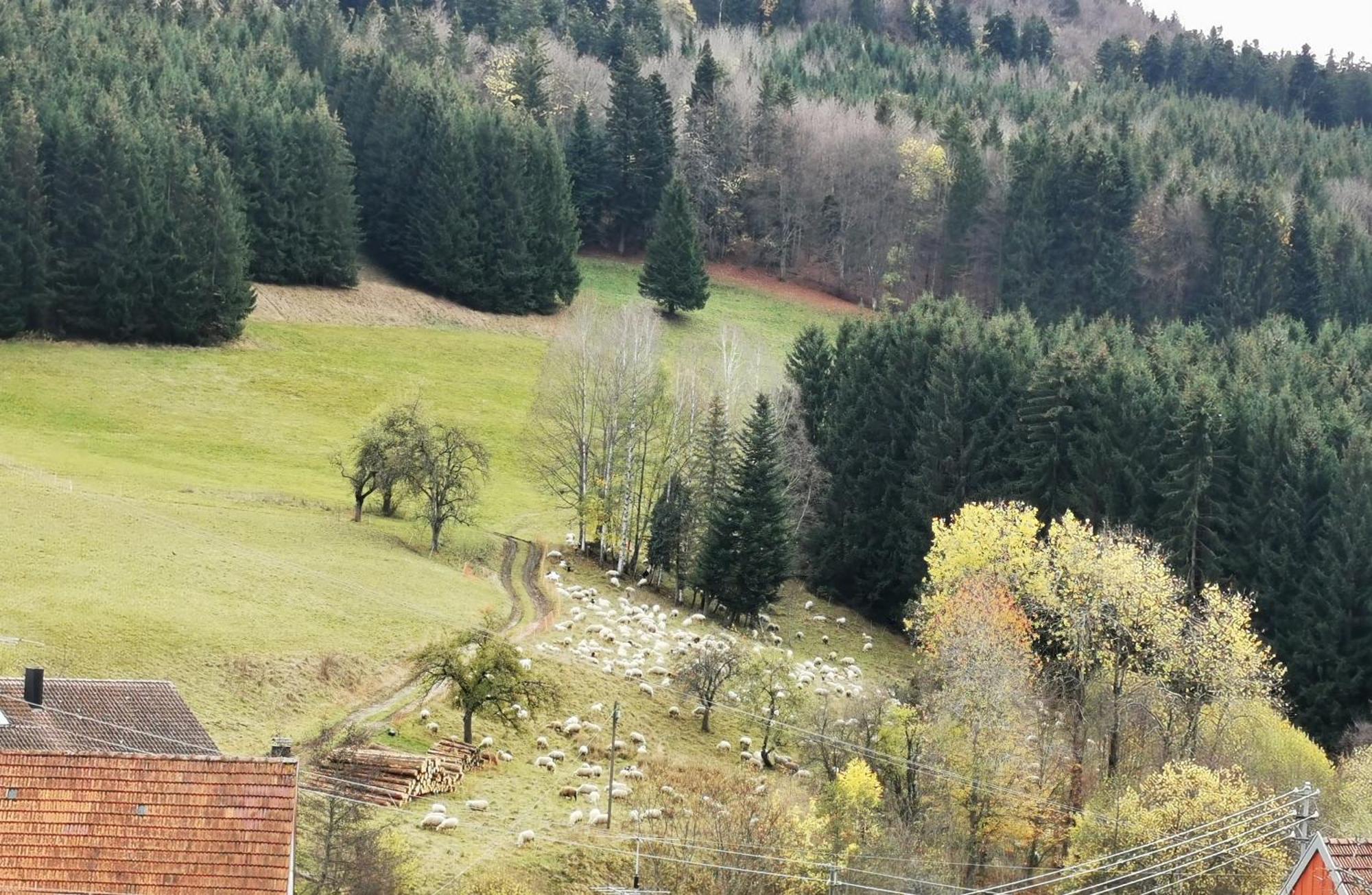 Ferienwohnung Blick Rappenstein Hausen am Tann Luaran gambar